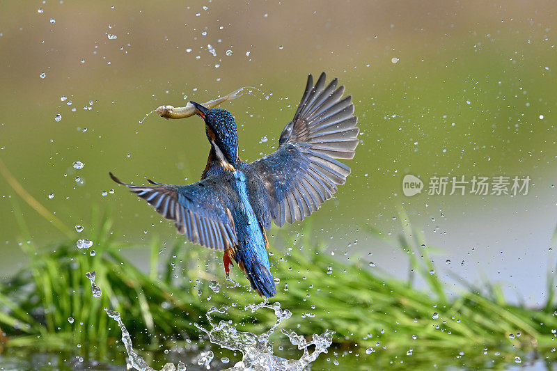 翠鸟(Alcedo atthis)